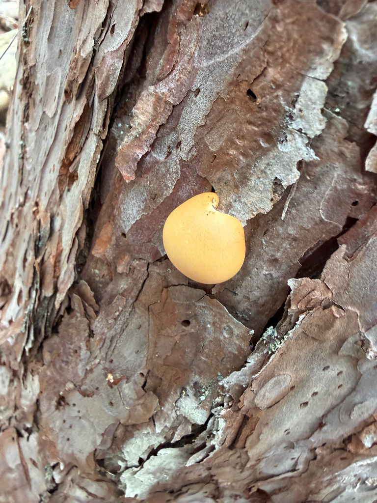 Cryptoporus volvatus · April 2026 · photo: © mythical_mold (iNaturalist, cc-by)