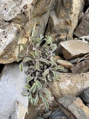 Penstemon scapoides