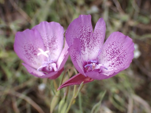 Clarkia cylindrica ssp. clavicarpa