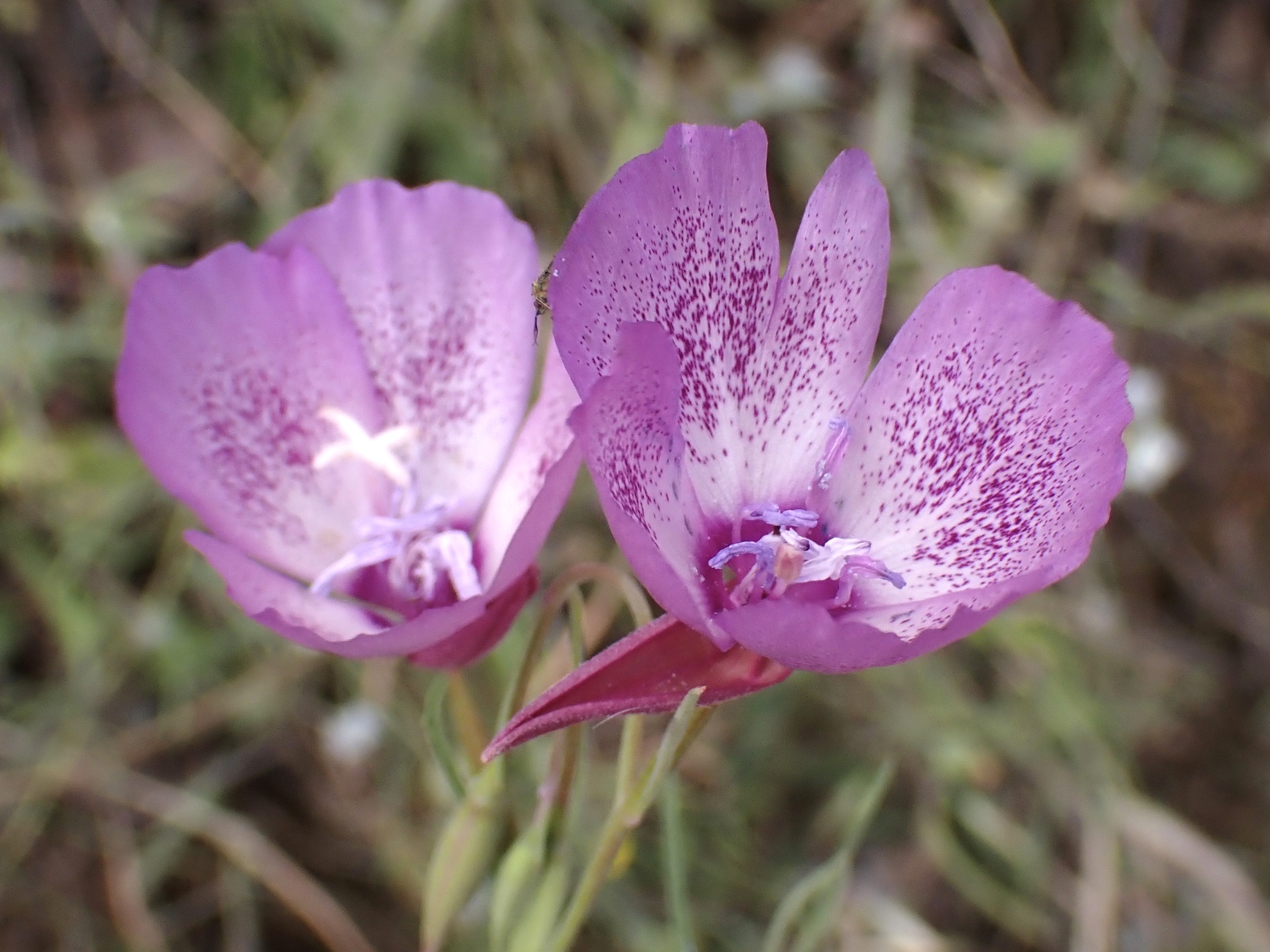 Clarkia cylindrica ssp. clavicarpa