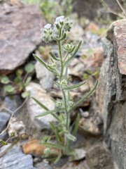 Johnstonella holoptera