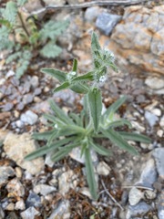 Cryptantha barbigera