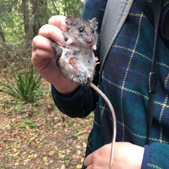 Peromyscus californicus