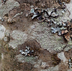 Buellia griseovirens