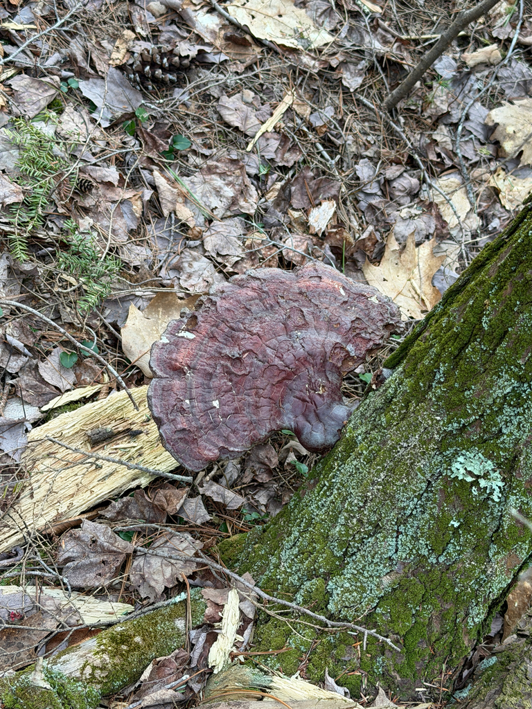 Ganoderma tsugae · April 2026 · photo: © mythical_mold (iNaturalist, cc-by)