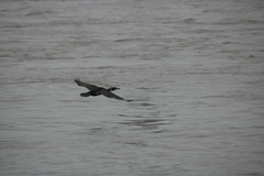 Phalacrocorax carbo