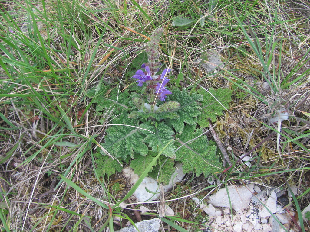 Salvia sclareoides; photograph (c) zebedeugalinha, some rights reserved (CC BY)