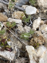 Stylocline micropoides