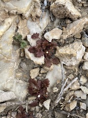 Phacelia rotundifolia
