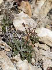 Gilia clokeyi