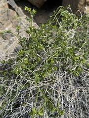 Amphipappus fremontii