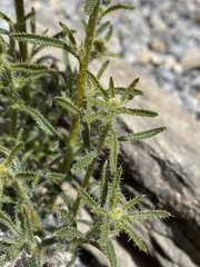 Johnstonella holoptera