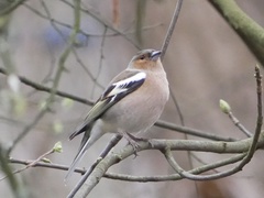 Fringilla coelebs