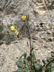Chylismia claviformis lancifolia