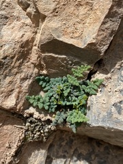 Argyrochosma jonesii