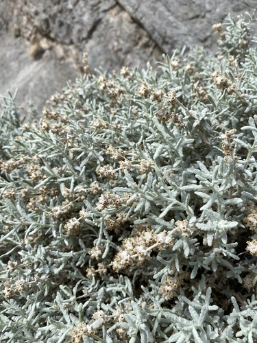 Utah butterflybush (Buddleja utahensis)