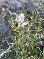 Hecastocleis shockleyi