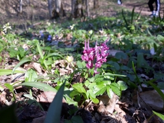 Corydalis caucasica