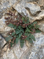 Argyrochosma jonesii