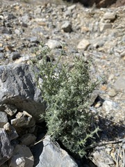 Johnstonella racemosa