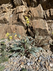 Chylismia claviformis lancifolia
