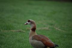 Alopochen aegyptiaca