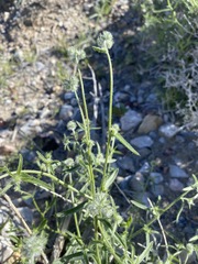 Cryptantha nevadensis