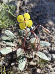 Chylismia claviformis lancifolia