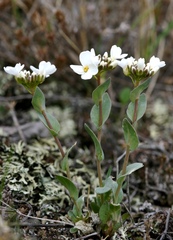 Noccaea cochleariformis