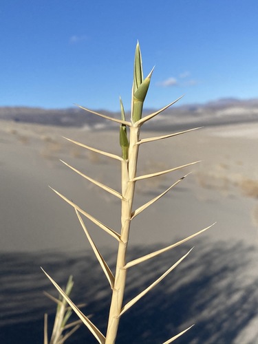 Image of Swallenia alexandrae by (c) Matt Berger, some rights reserved (CC BY)