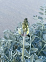 Astragalus lentiginosus micans