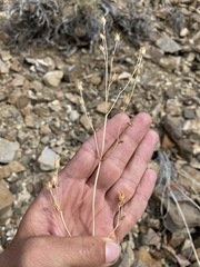 Penstemon scapoides