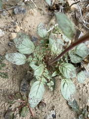 Chylismia claviformis lancifolia
