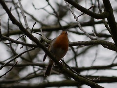 Erithacus rubecula