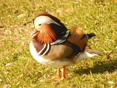 Aix galericulata