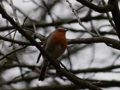 Erithacus rubecula
