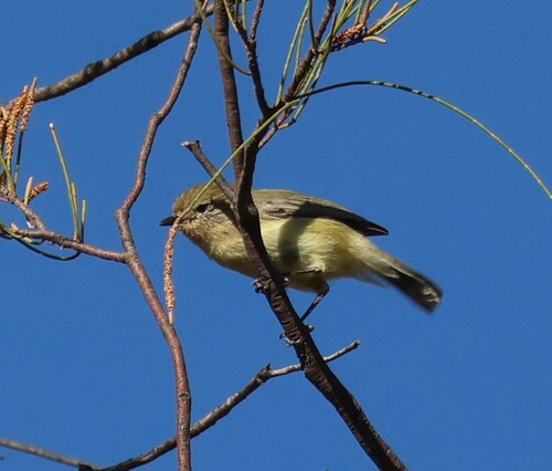 Yellow Thornbill