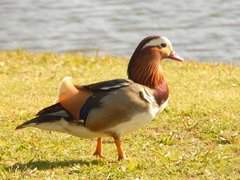 Aix galericulata