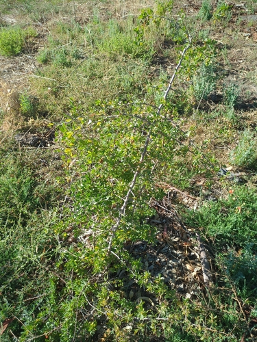 African boxthorn
