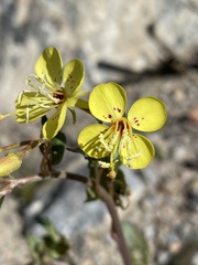 Chylismia claviformis lancifolia