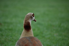 Alopochen aegyptiaca