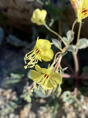 Chylismia claviformis lancifolia