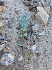 Chylismia claviformis lancifolia