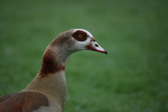 Alopochen aegyptiaca