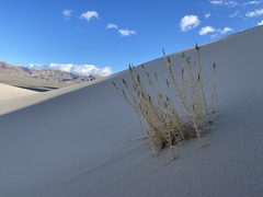 Swallenia alexandrae