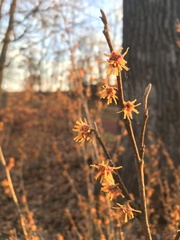 Hamamelis vernalis