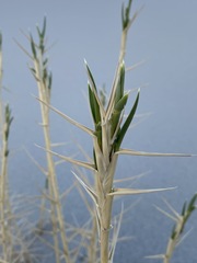 Swallenia alexandrae