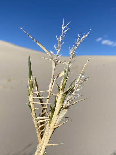 Image of Swallenia alexandrae by (c) Matt Berger, some rights reserved (CC BY)