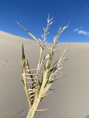 Swallenia alexandrae