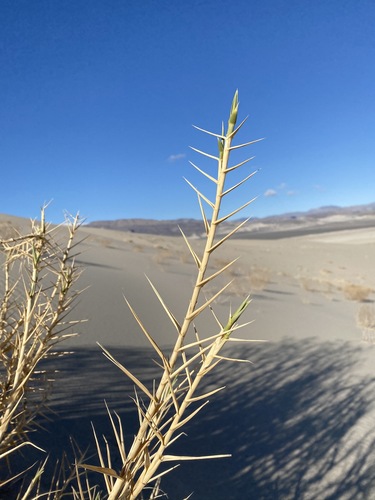 Image of Swallenia alexandrae by (c) Matt Berger, some rights reserved (CC BY)